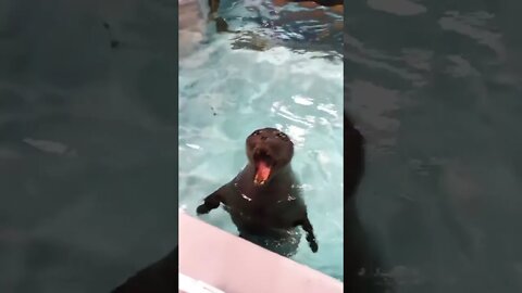 Seal goes "wee-aah" #shorts