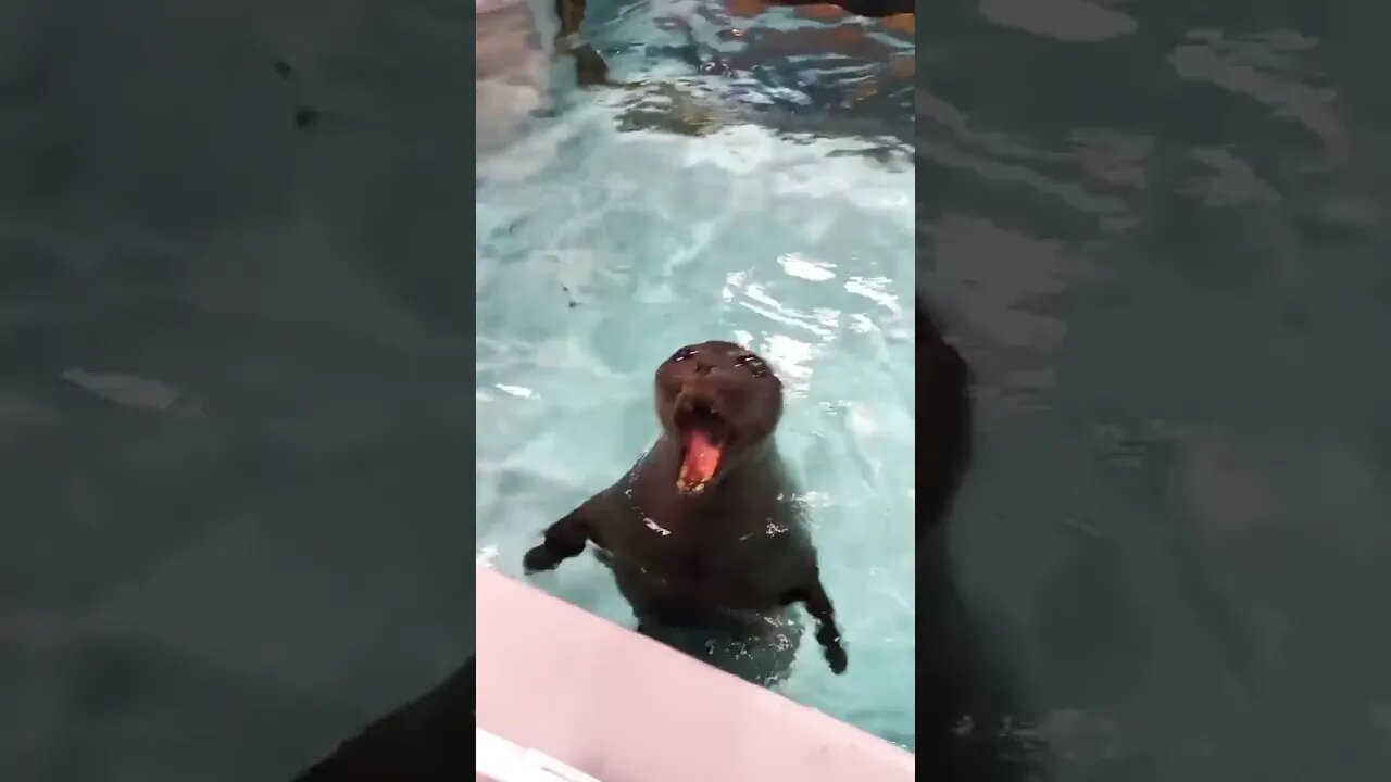 Seal goes "wee-aah" #shorts