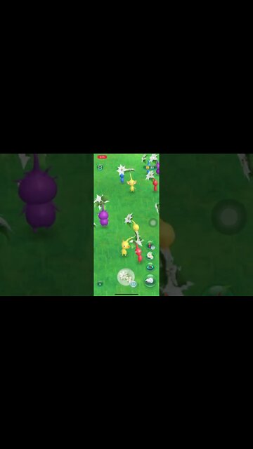 White Poinsettia Flower Pikmin #shorts | Pikmin Bloom