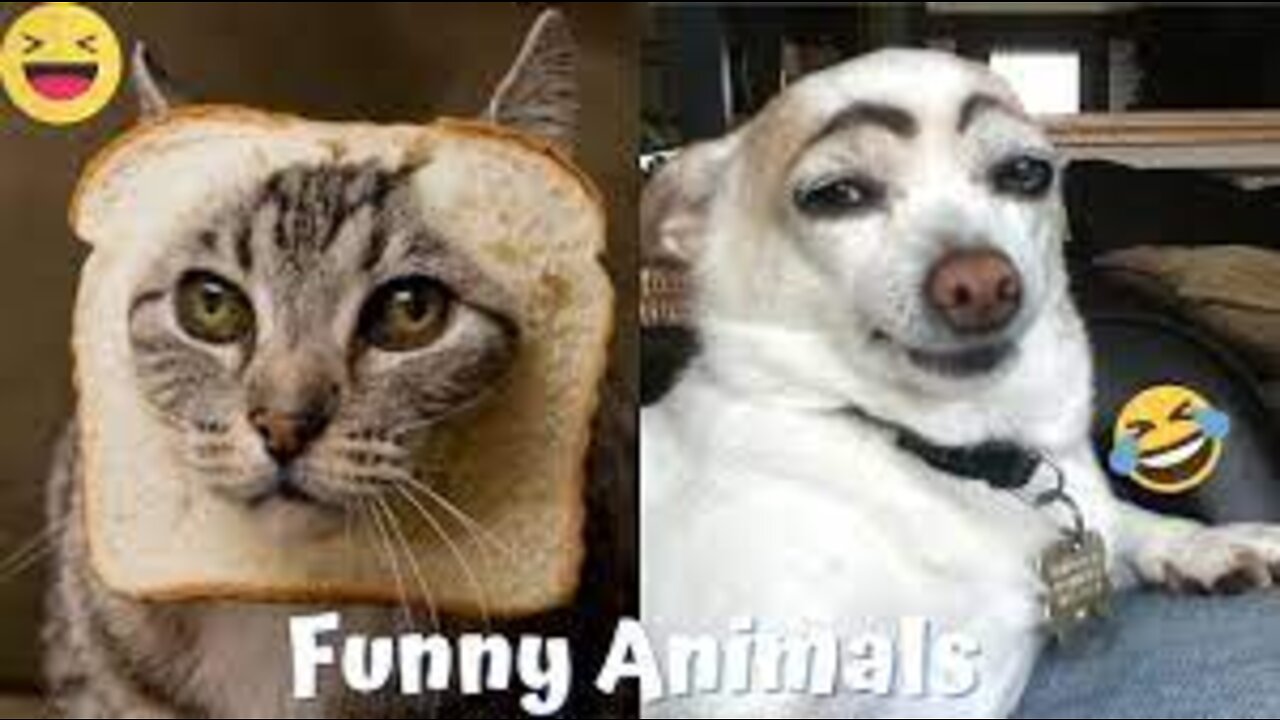 Funny Animal Videos 2022 π - Best Dogs And Cats Videos πΊπ