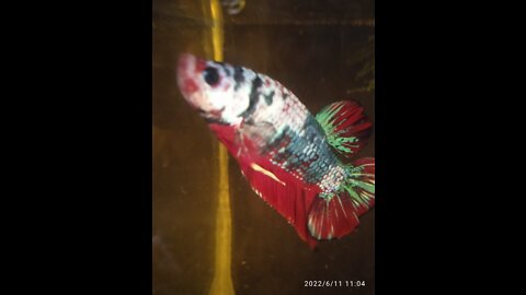 Betta Fighting Fish