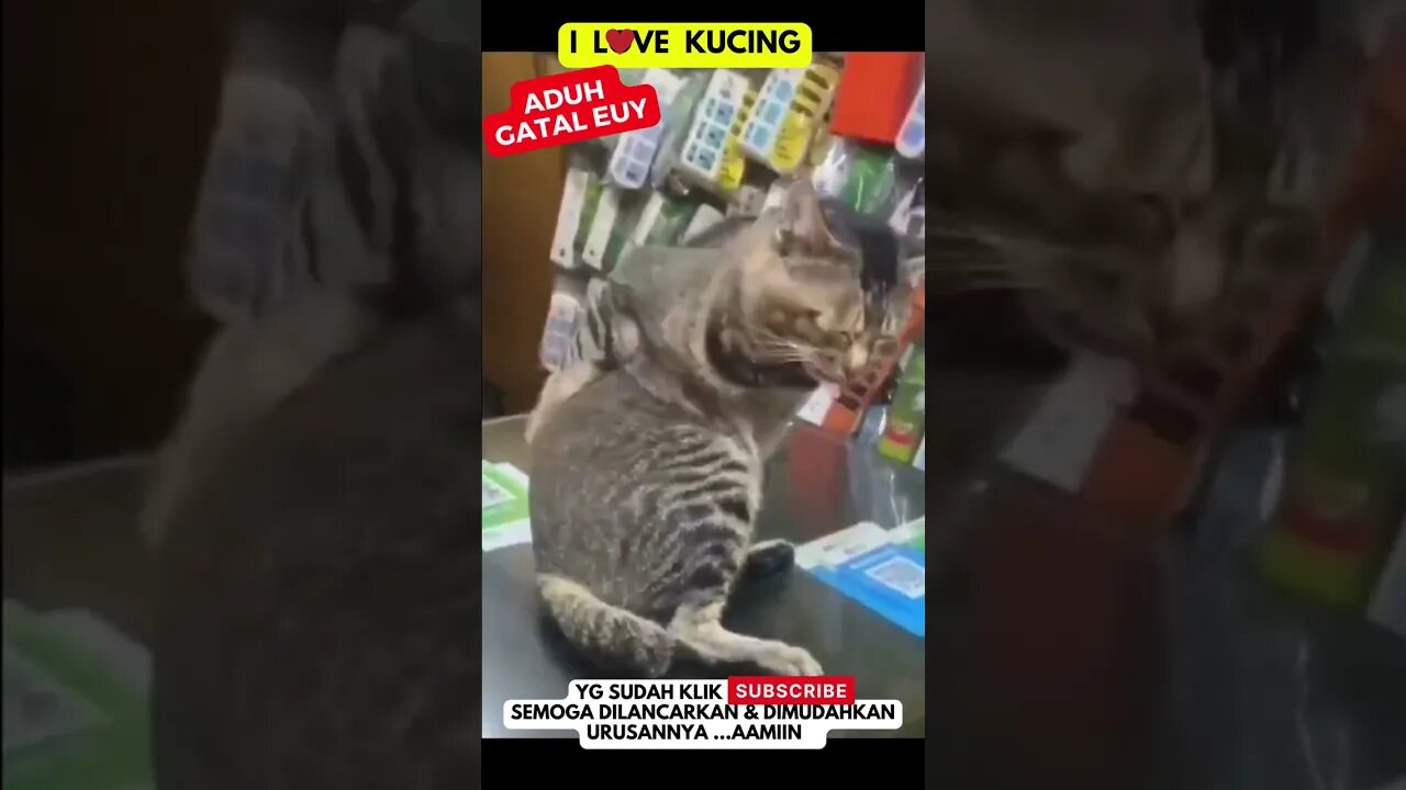 Wadow ‼️ Kucing Gatal #kucing #kitten #kucinglucu