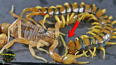 Exciting and big battle of scorpions close together😨😨