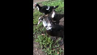 Little Muscovy family