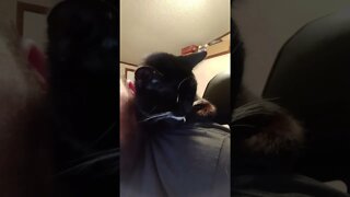 kitty shoulder sleeping again #shortsvideo #shorts #youtubeshorts #shortsfeed #cat