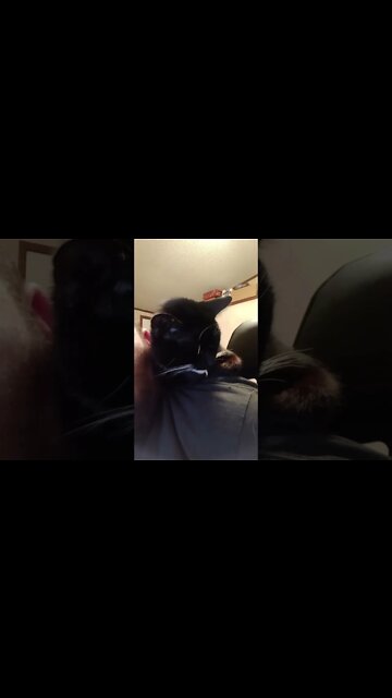 kitty shoulder sleeping again #shortsvideo #shorts #youtubeshorts #shortsfeed #cat