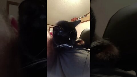 kitty shoulder sleeping again #shortsvideo #shorts #youtubeshorts #shortsfeed #cat