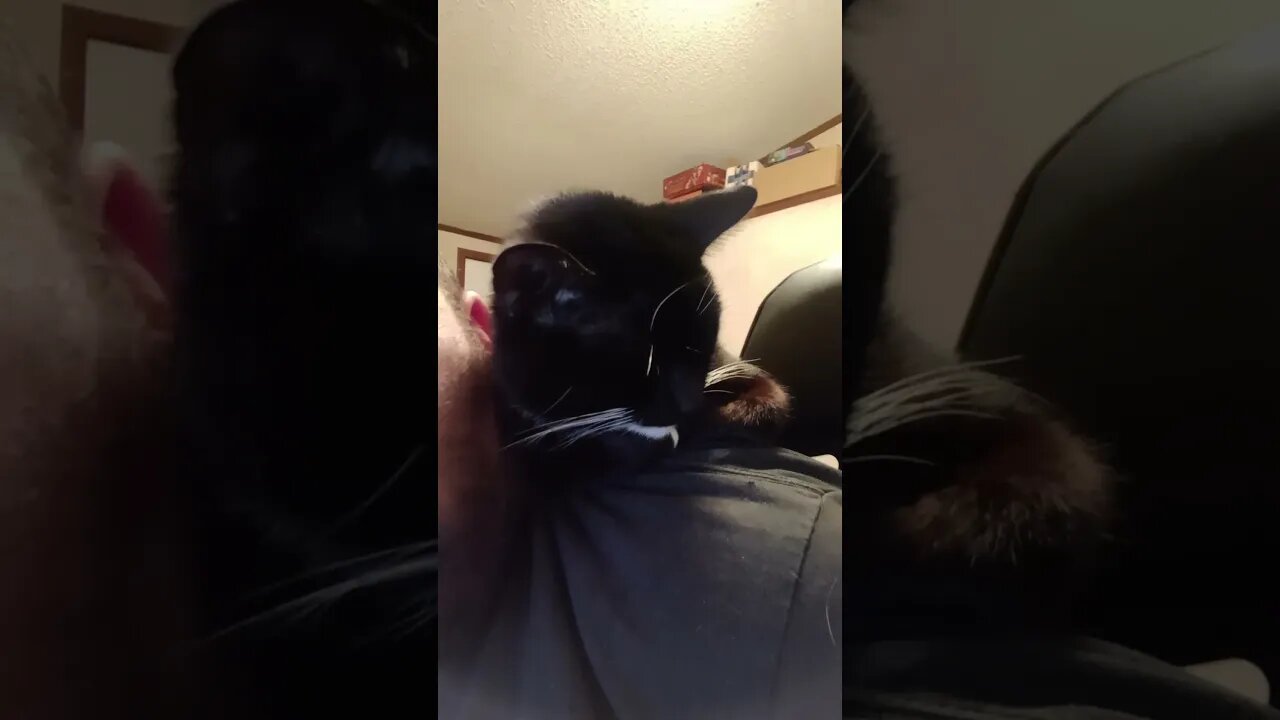 kitty shoulder sleeping again #shortsvideo #shorts #youtubeshorts #shortsfeed #cat