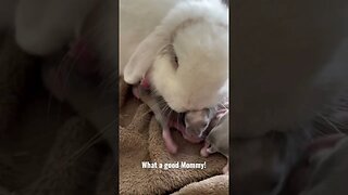 Mother Bunny taking great care of her little Babies!!!