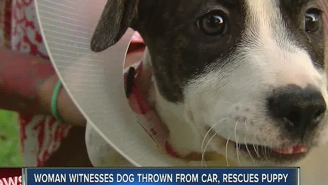 Woman saves dog after it was thrown from moving van