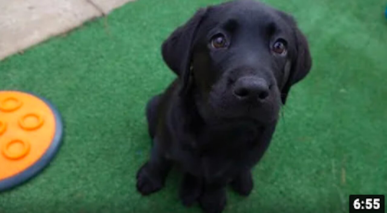 2018 Guide Dogs Graduation Day-Journey of a Guide Dog