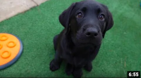 2018 Guide Dogs Graduation Day-Journey of a Guide Dog