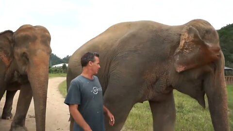 Man Playing With His Elephant friends-- Elephant Nature Park