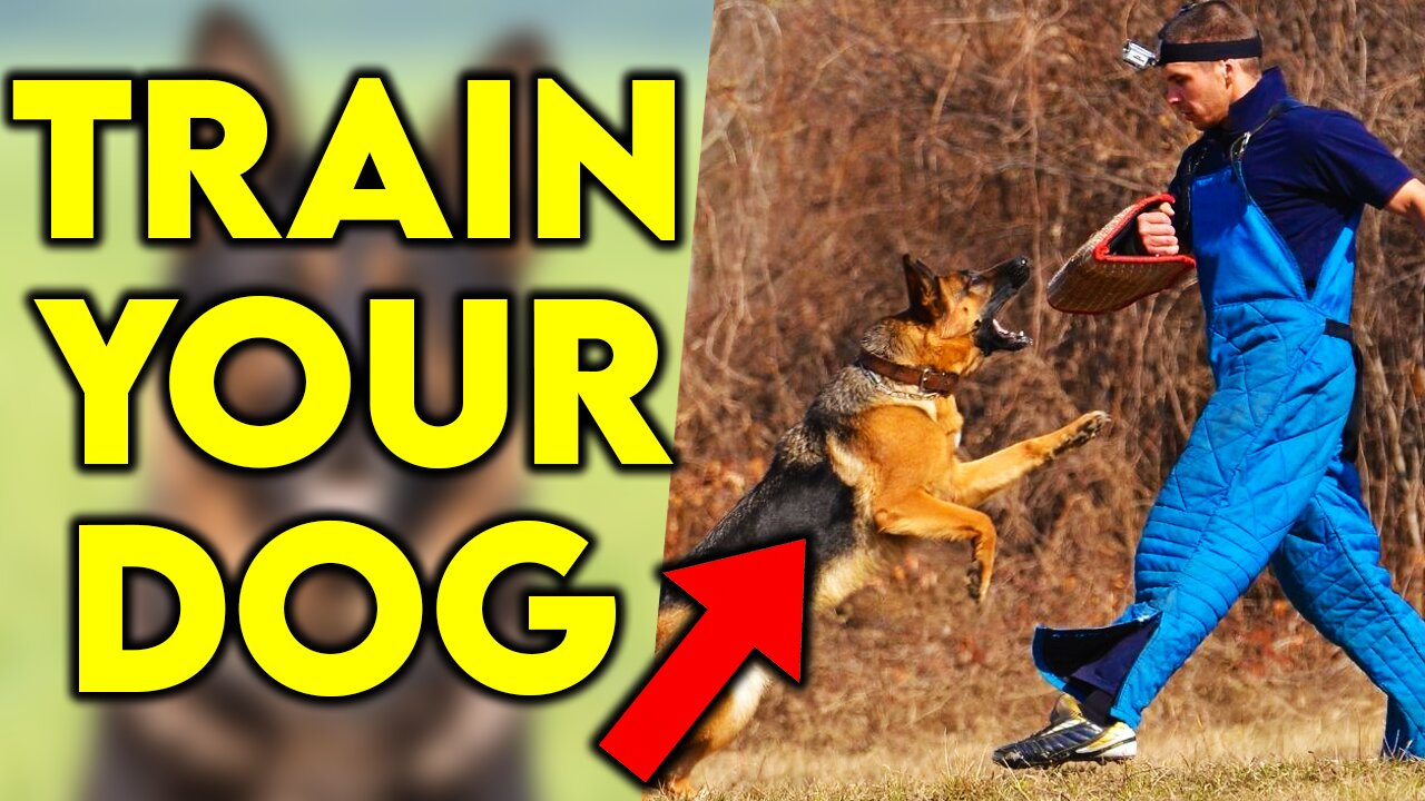 Guard Dog Training Tutorial Step by Step!