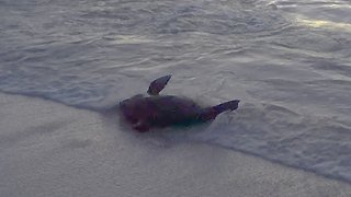 Sea lion has fun body surfing during sunset