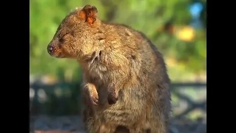 cute funny quokka- 60