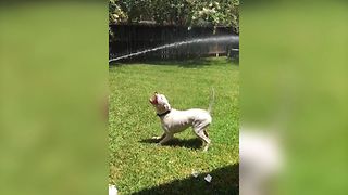 Water Loving Dog Falls In The Trash