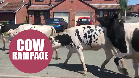 Residents left stunned after almost 100 cows run riot on housing estate