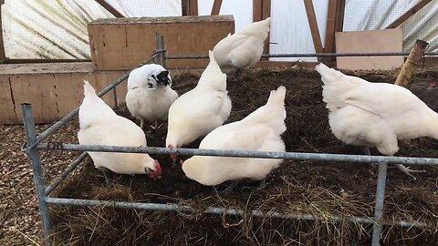 Free Heat for my Greenhouse & Chickens