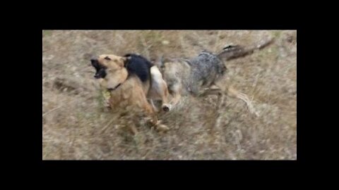 German Shepherd attack wolf ||Real Fight || 2021ll Posh Fact