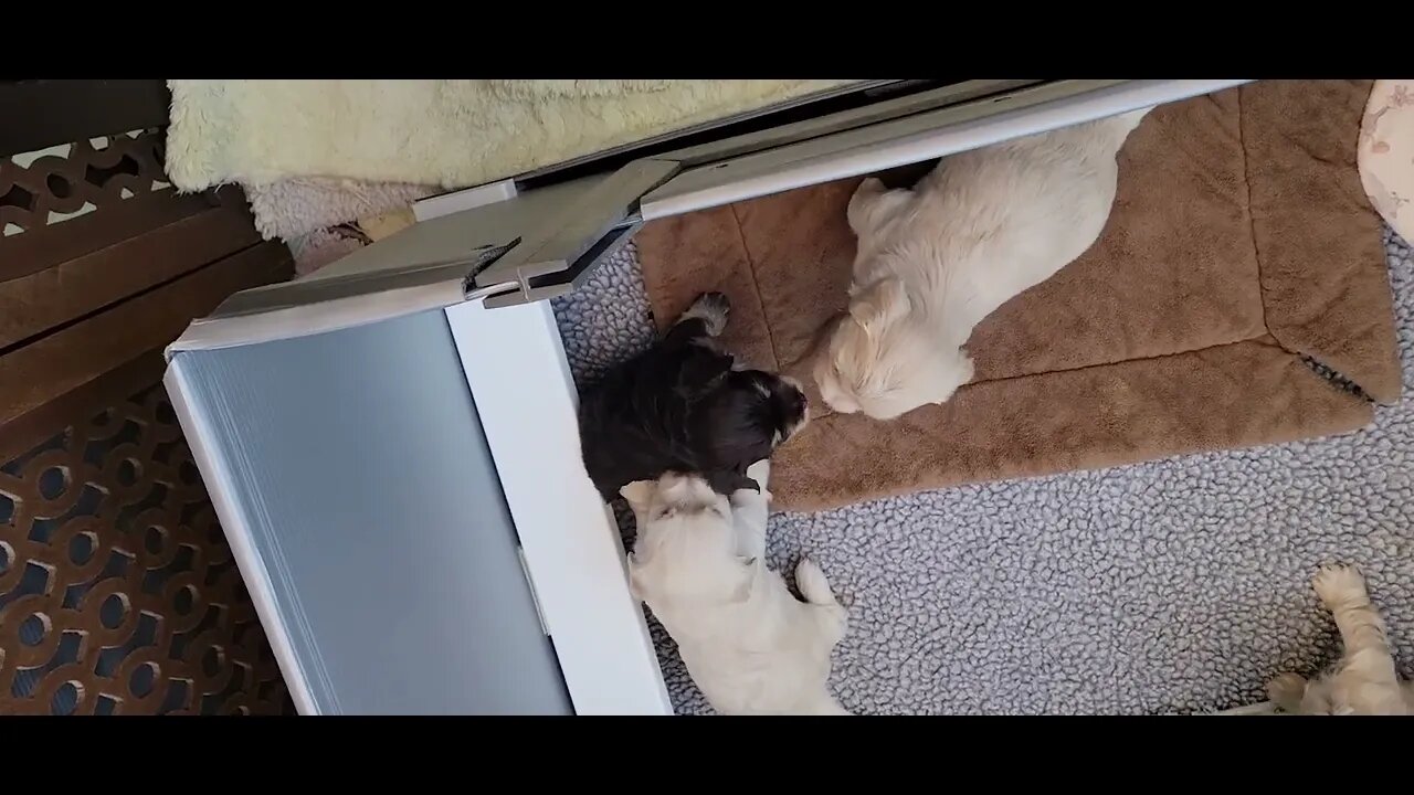 Random T & V Litter Videos(2)