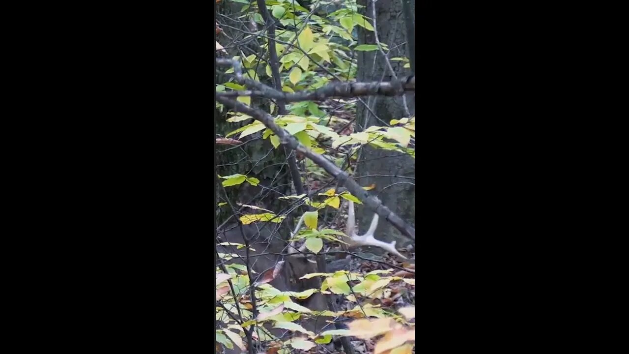 Giant Buck with a Bow