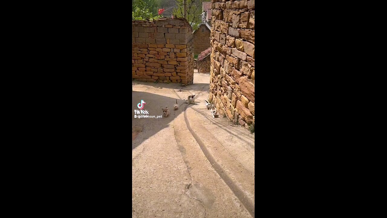 &£#Cat and kids fun# #£
