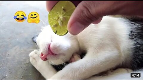 Funny cat