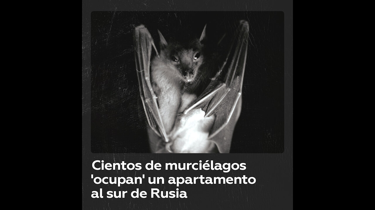 Cientos de murciélagos ocupan un apartamento en Rusia