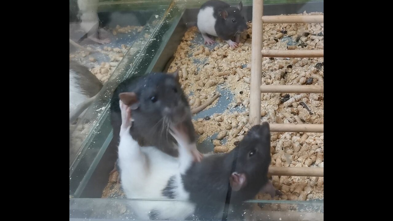 Fancy rat fights for place in the herd