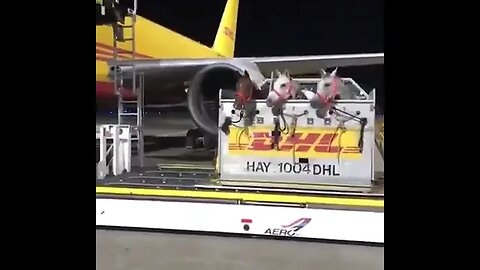 You can literally overnight anything these days.. 👀🐴✈️