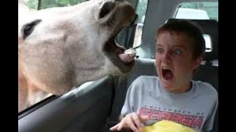 VERY FUNNY HOME VIDEOS!