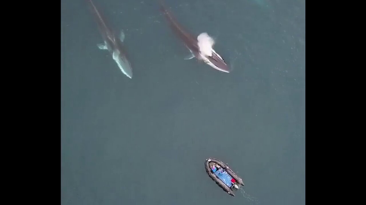 an incredible encounter at sea with several whales