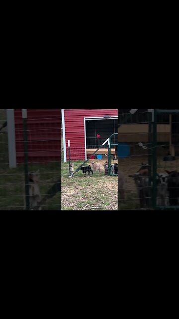 I can’t hear you! #shorts #babygoats #goats