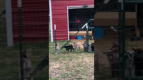 I can’t hear you! #shorts #babygoats #goats