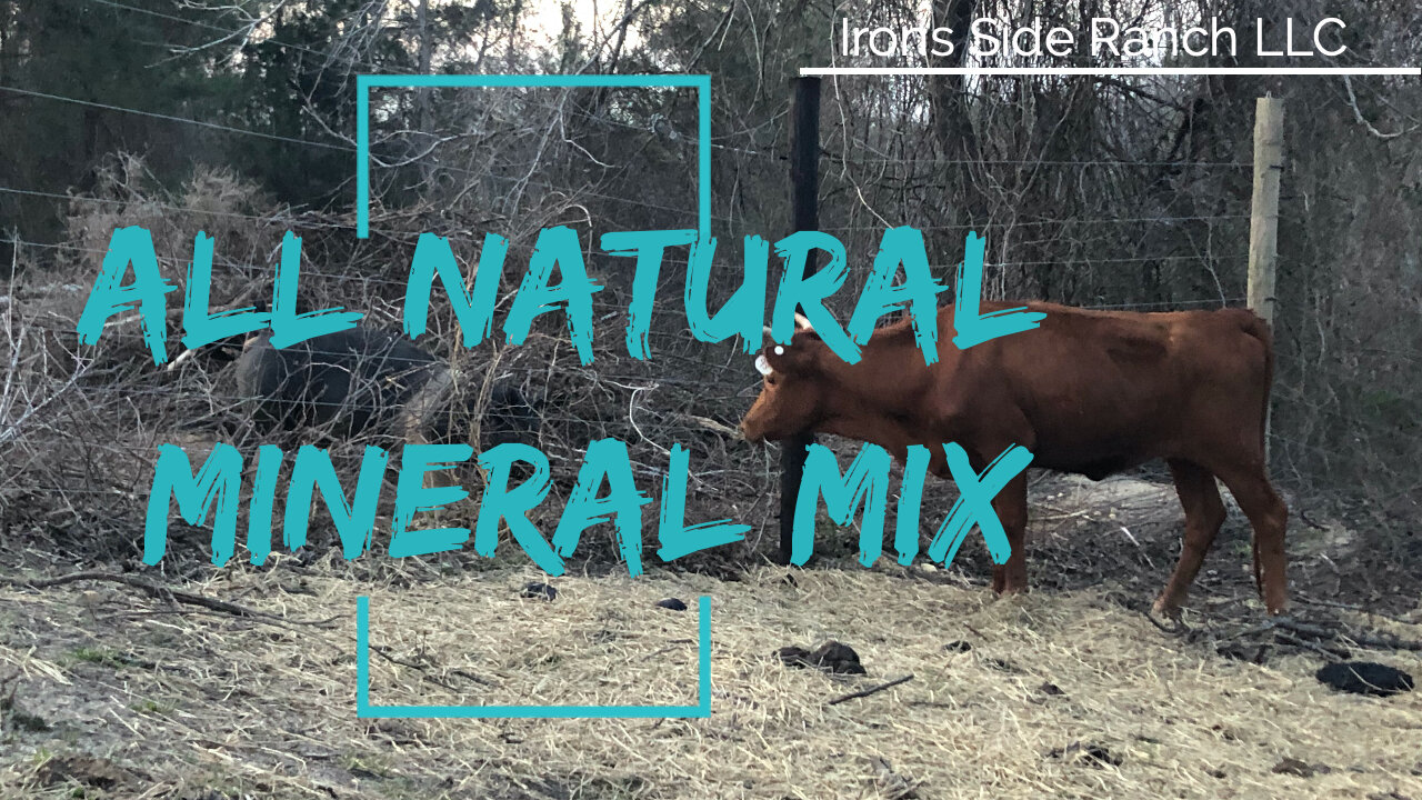 All Natural Mineral Feed For Cows: How We Mix Our Own Minerals