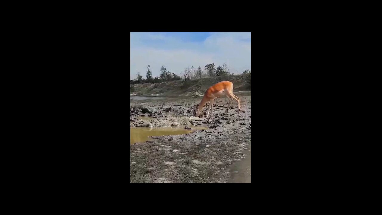 Gravity isn't available😂 for Deer 🦌😱😱