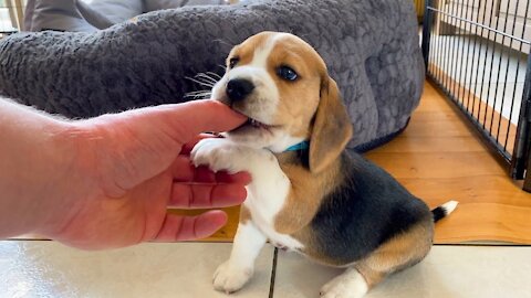 I Got Attacked by a Very Cute Beagle Puppy!