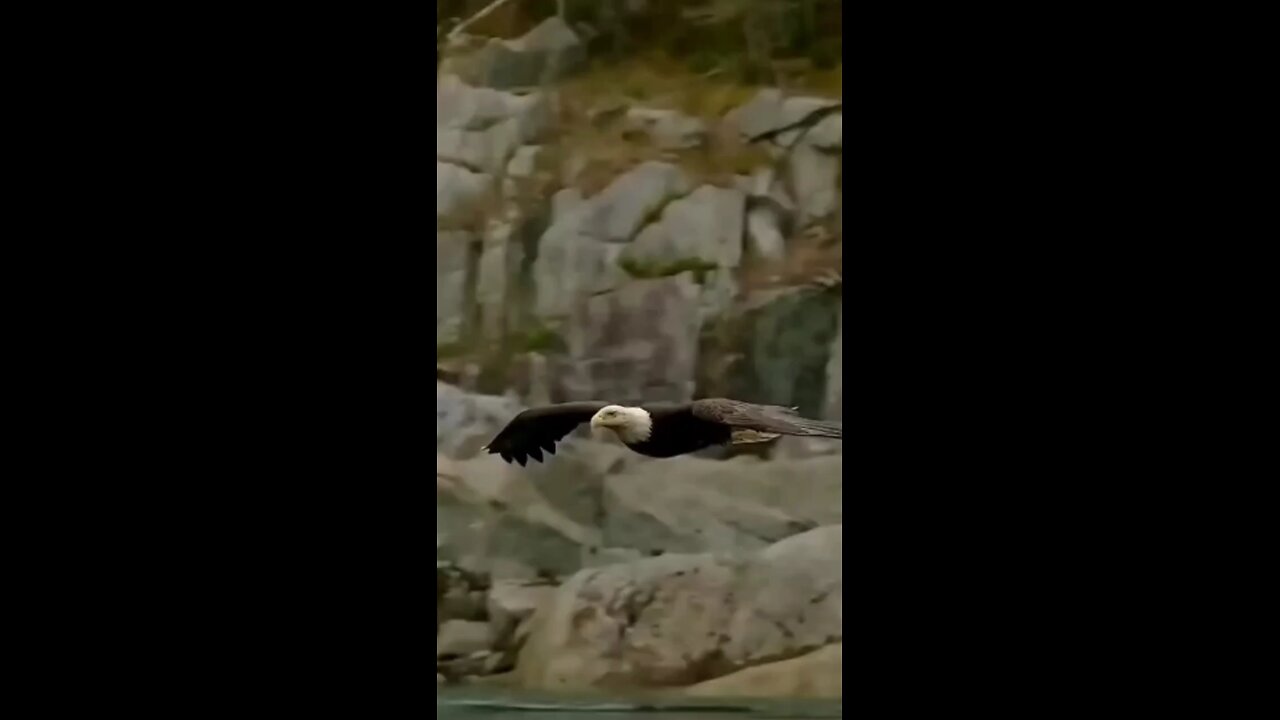 Bird catch a fish