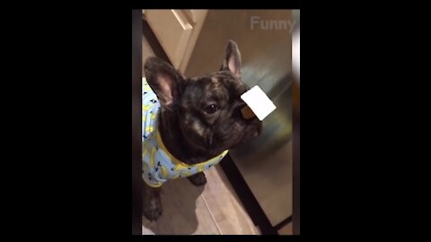 Random funny cats and dogs