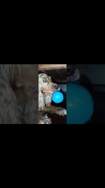 #dogshow , #animals , #dogs , #shorts