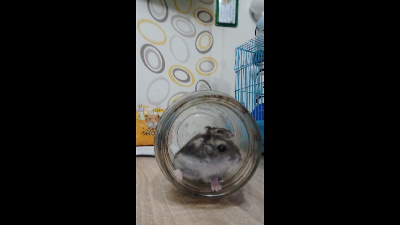 two brothers of a jungirik hamster