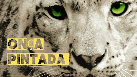 ONÇA PINTADA #AFRICA #LEÕESDAAFRICA #CAÇADANAAFRICA