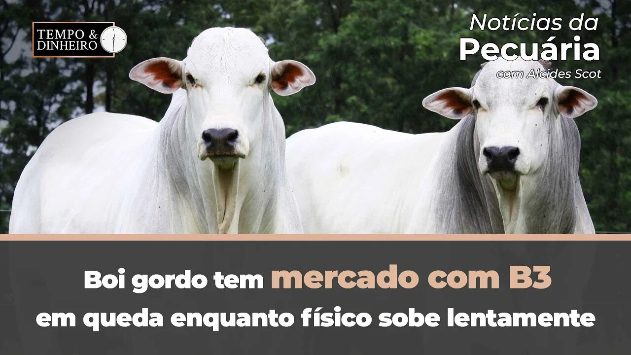 Boi gordo tem mercado com B3 em queda enquanto físico sobe lentamente.