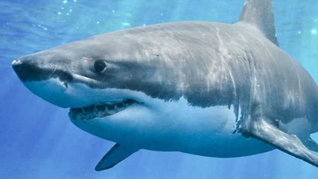 Why Great White Sharks Are A Total Mystery