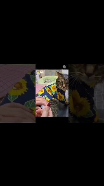 Cat funny videos || cat tiktok || cat instagram || cat training #short #shortfeed #shorts