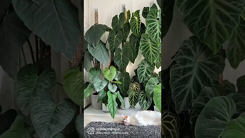 5 years 😻 #shorts #cat #cats