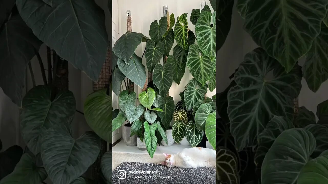 5 years 😻 #shorts #cat #cats