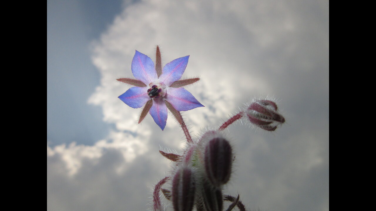 Star Like Faith Borage Plant 2021