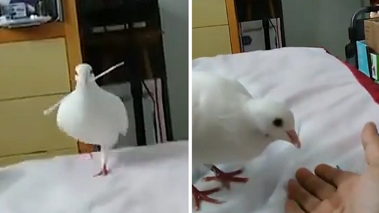 White pigeon takes the stick and takes it to its owner's hand